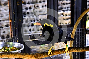 Close up shot of the Common Hill Myna (Gracula religiosa intermedia) in a cage.
Â 